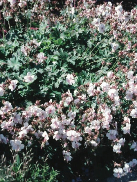 Geranium cantabrigiense 'Biokovo' (Cranesbill)