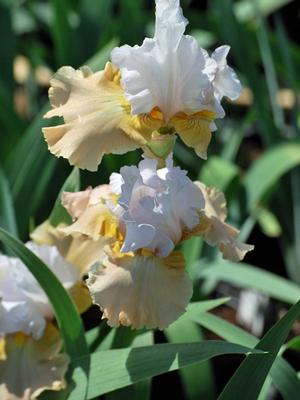 Iris germanica 'Champagne Elegance' (Tall Bearded Iris)