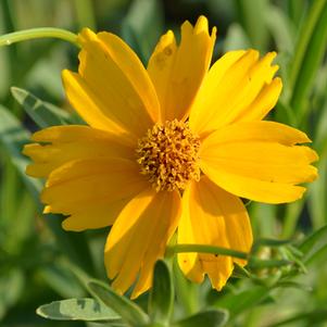 Lanceleaf tickseed (Coreopsis lanceolata)