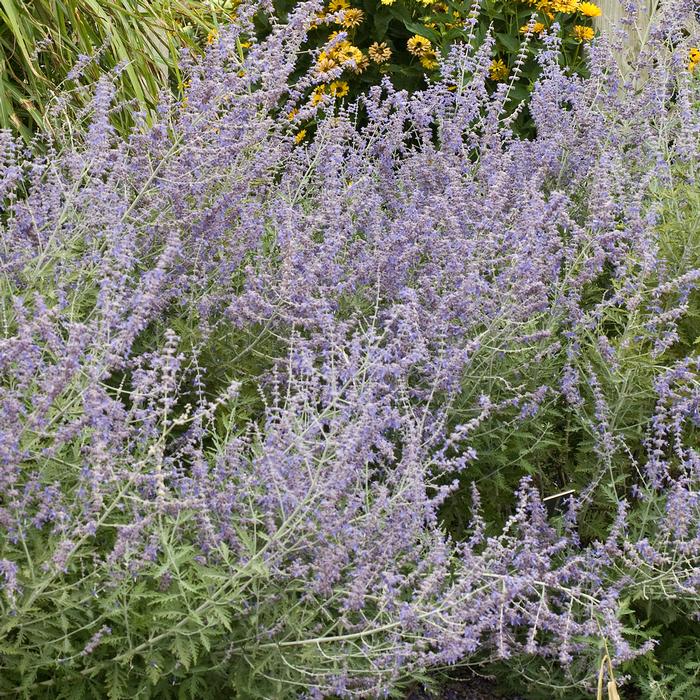 Perovskia atriplicifolia (Russian Sage)