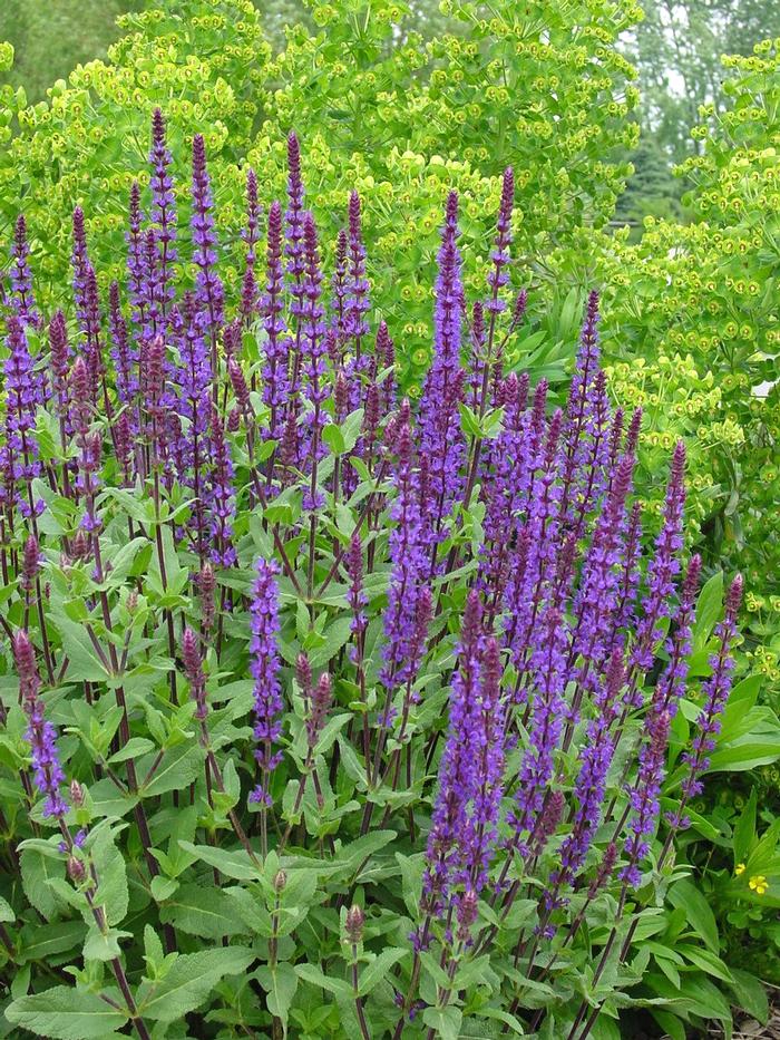 Salvia nemorosa 'Caramia' (Meadow Sage)