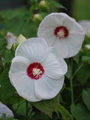 Hibiscus moscheutos Luna™White (Hardy Hibiscus)