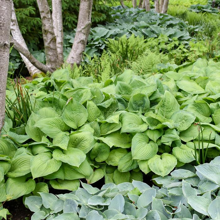 Hosta x 'Guacamole' (Plantain Lily)