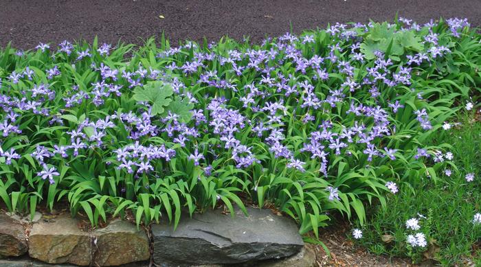 Iris cristata (Dwarf Crested Iris)