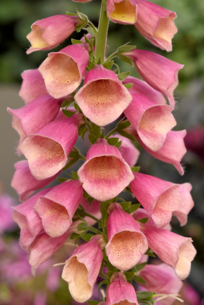 Digitalis x 'Arctic Fox Rose' (Foxglove), pink flowers