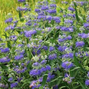 Caryopteris clandonensis 'Dark Knight' (Blue Beard), blue flowers