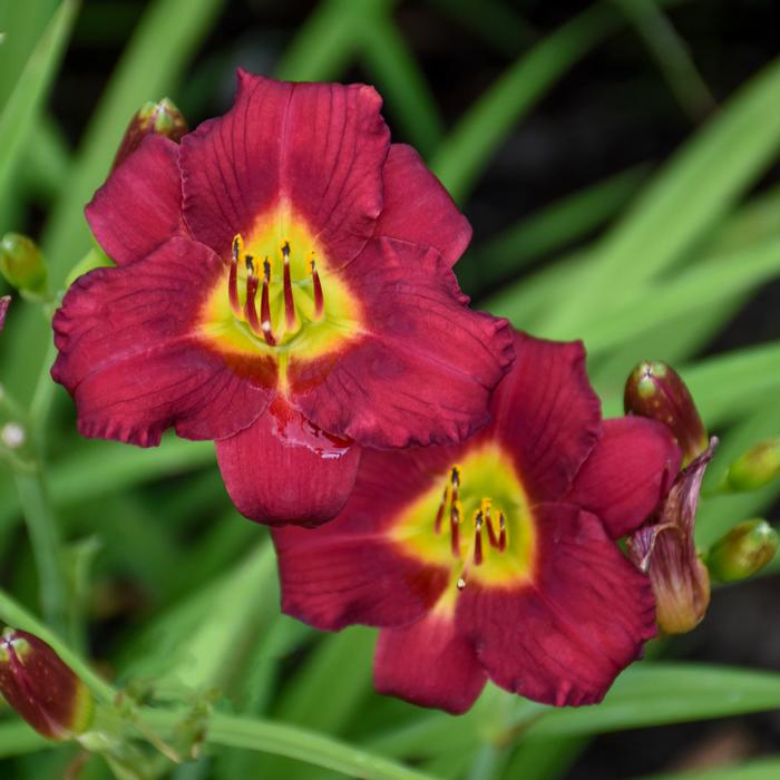 Hemerocallis 'Pardon Me' (Daylily)