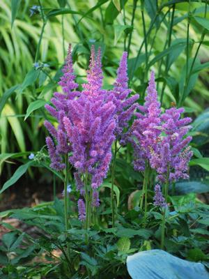 Astilbe chinensis 'Visions' (False Spirea) perennial, pink flowers