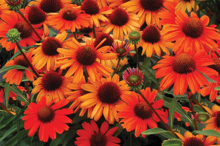 Echinacea Kismet® Intense Orange (Coneflower), orange flowers