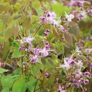 Epimedium grandiflorum 'Lilafee' (Barrenwort)