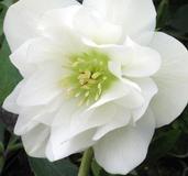 Helleborus x hybridus Winter Jewels® 'Sparkling Diamond'