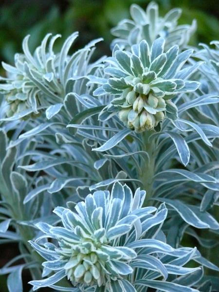 Mediterranean Spurge (Euphorbia characias 'Glacier Blue')