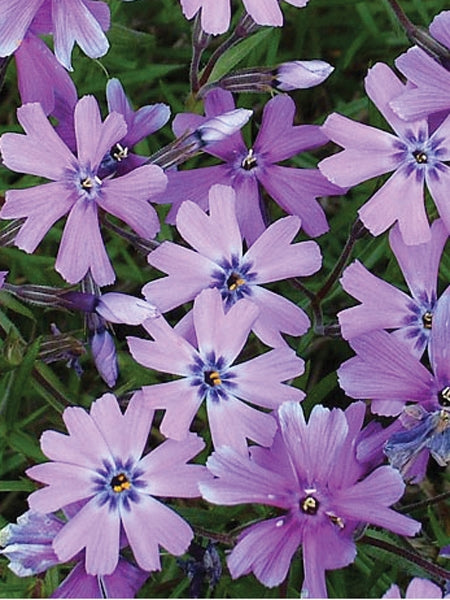 Phlox subulata 'Purple Beauty' (Moss Pinks)