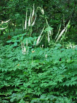 Snakeroot (Actaea racemosa)