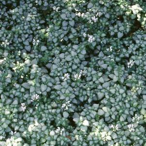 Lamium maculatum 'White Nancy' (Dead Nettle)