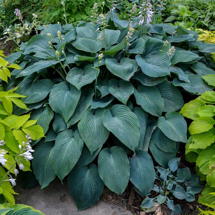 Hosta x 'Blue Angel' (Plantain Lily)