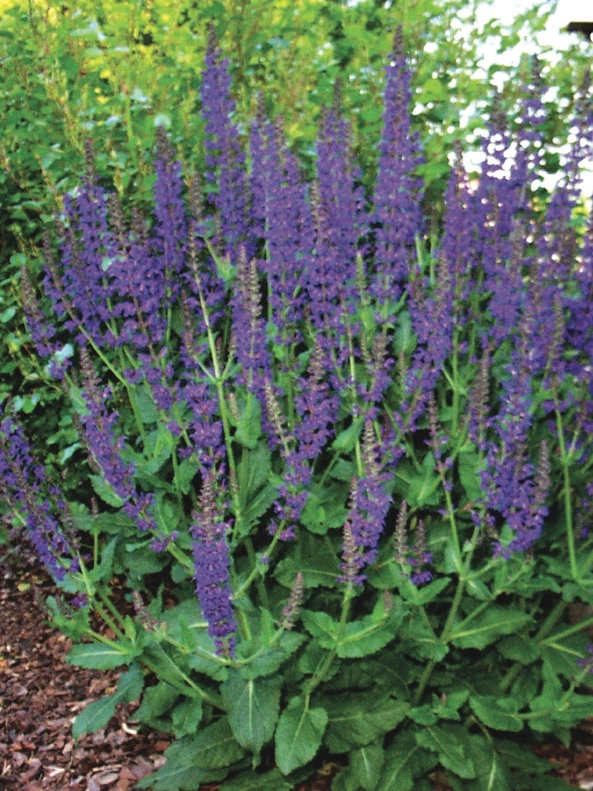 Salvia nemorosa 'May Night' (Sage)