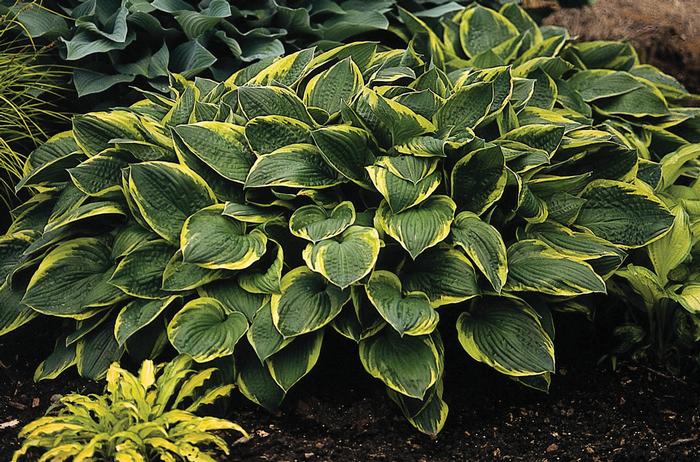 Hosta fortunei 'Aureomarginata' (Plantain Lily)