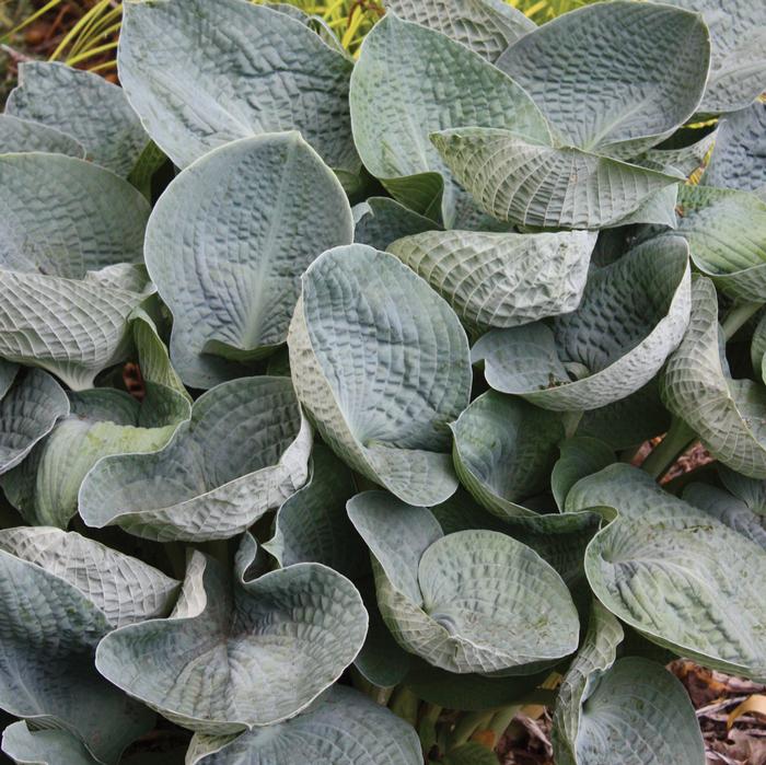 Hosta x 'Big Daddy' (Plantain Lily)