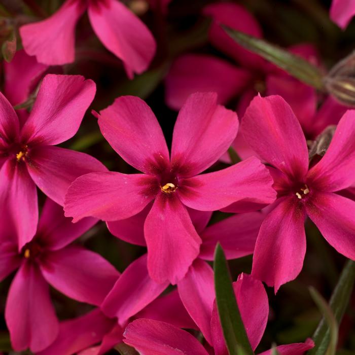 Phlox subulata 'Scarlet Flame' (Moss Pinks)