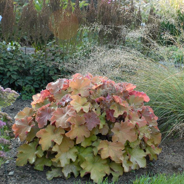 Heuchera x villosa 'Caramel' (Coral Bells)