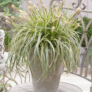 Variegated Sedge (Carex x oshimensis 'Feather Falls')