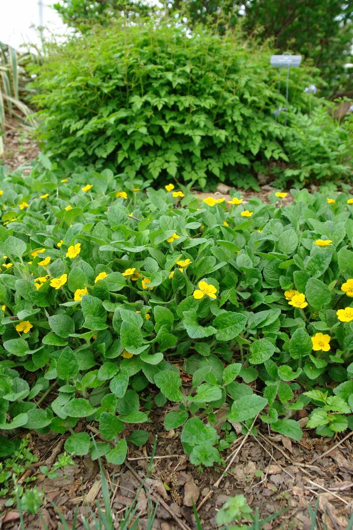 Chrysogonum virginianum 'Superstar' (Green and Gold), yellow flowers