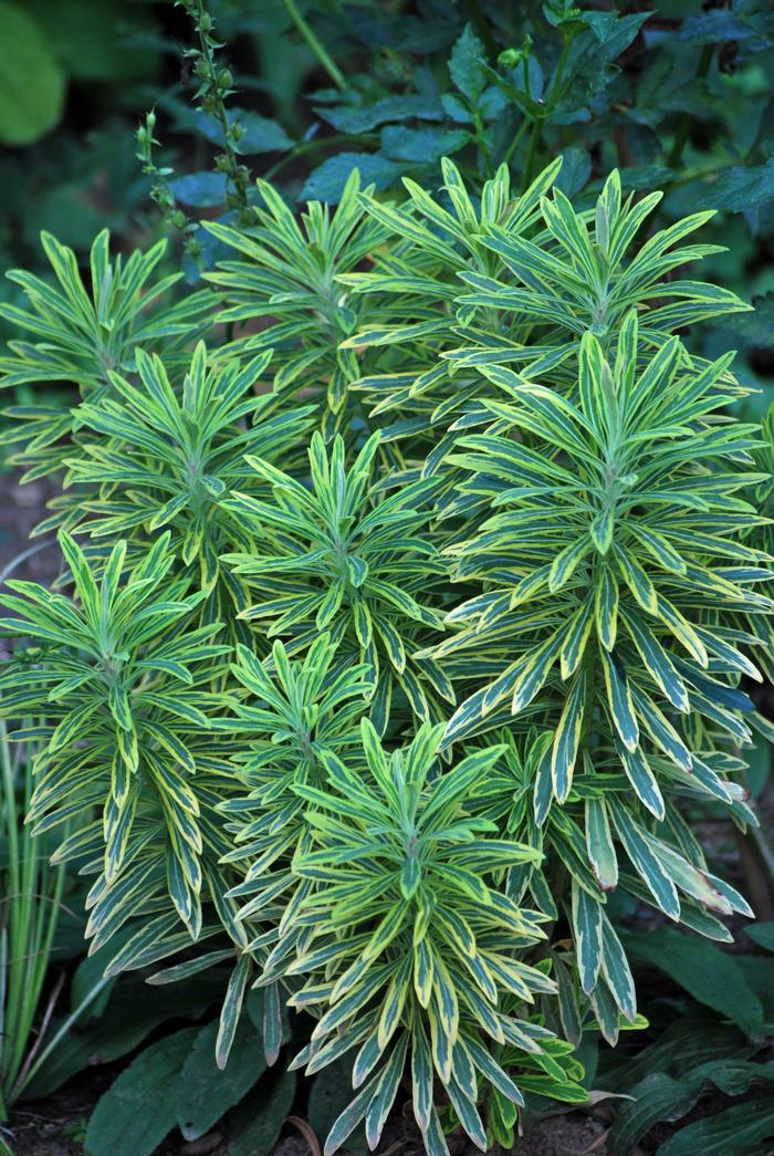 Spurge (Euphorbia x martinii 'Ascot Rainbow')