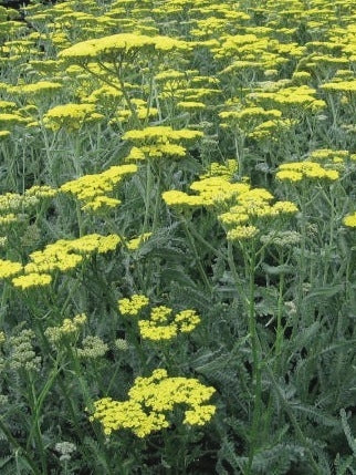 Achillea x 'Moonshine' (Yarrow) perennial