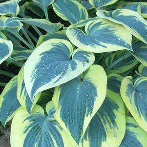 Hosta x 'First Frost' (Plantain Lily)