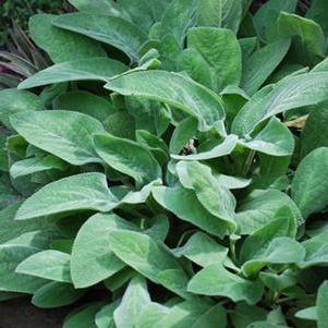 Stachys byzantina 'Helene von Stein' (Lamb's Ear)