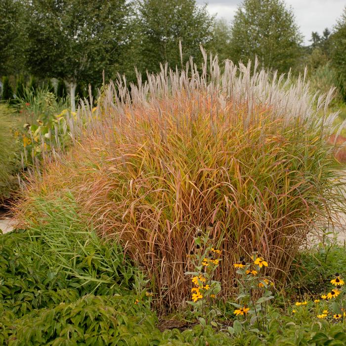 Red-Leaved Miscanthus (Miscanthus 'Purpurascens')