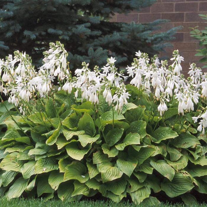 Hosta x 'Royal Standard' (Plantain Lily)