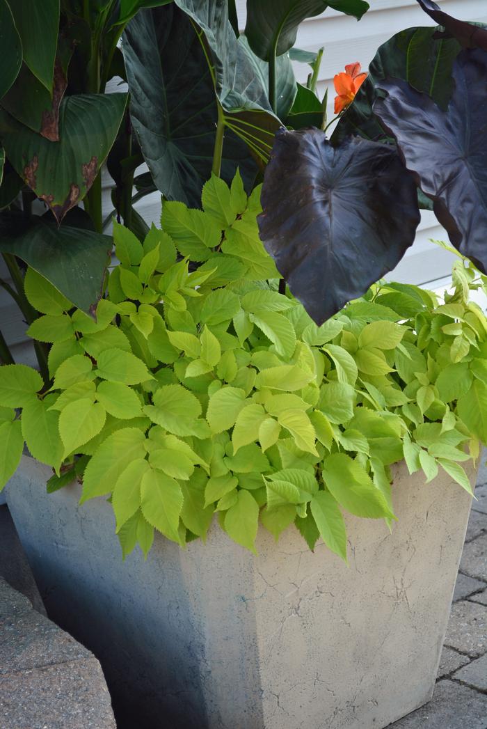 Japanese Spikenard (Aralia cordata 'Sun King')