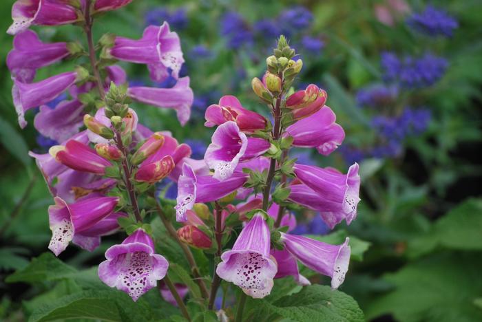 Digitalis purpurea 'Candy Mountain' (Foxglove), purple flowers