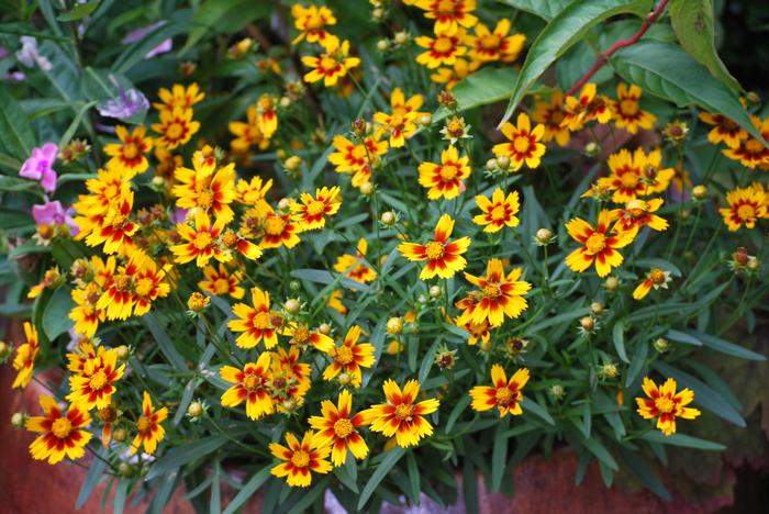 Coreopsis x L'il Bang™ 'Daybreak' (Tickseed), red and yellow flowers