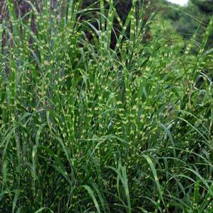 Porcupine Grass (Miscanthus sinensis 'Strictus')