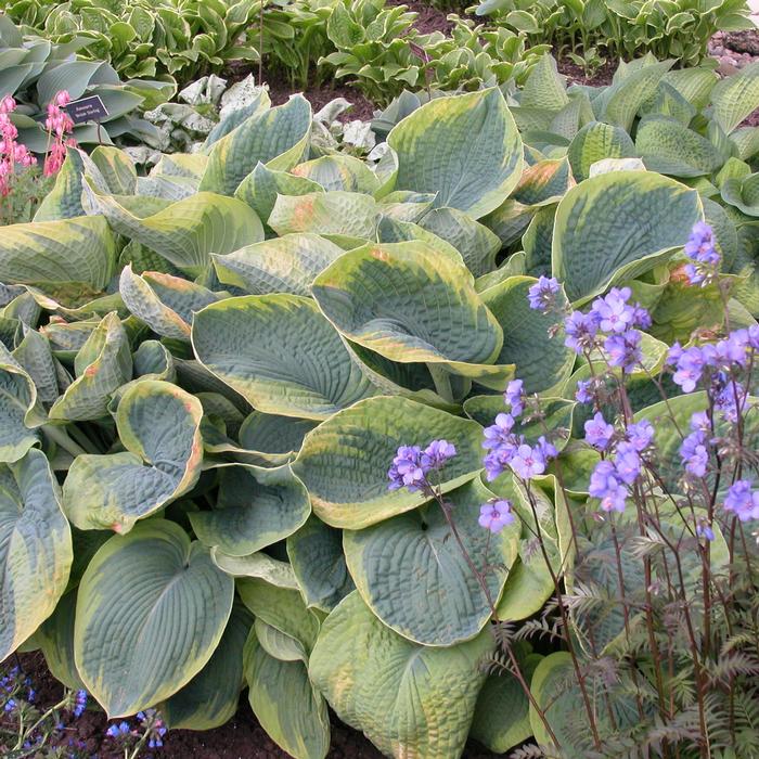 Hosta sieboldiana 'Frances Williams' (Plantain Lily)