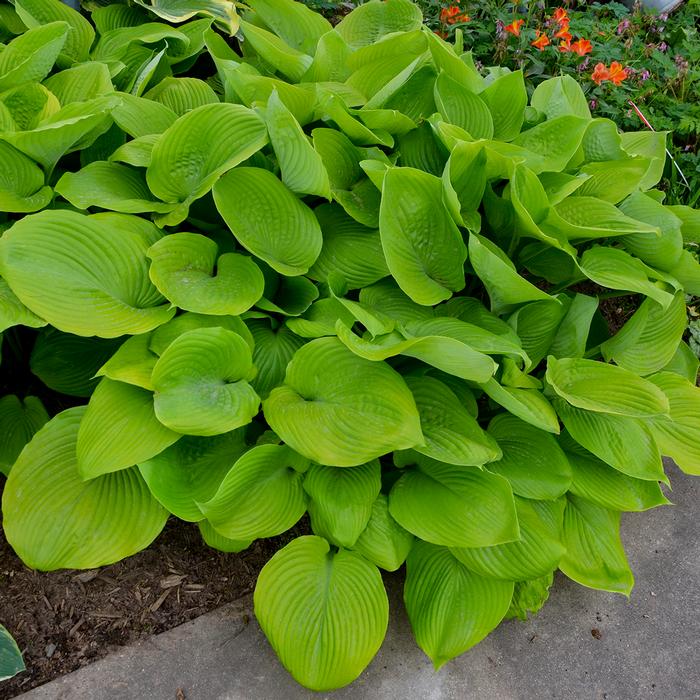 Hosta x 'Sum and Substance' (Plantain Lily)