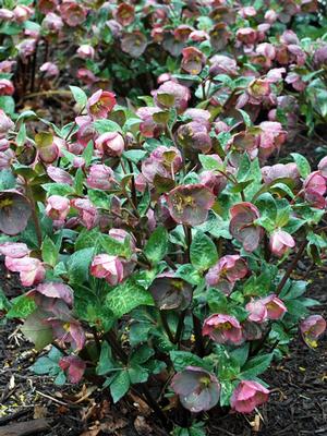 Helleborus x Frostkiss® Penny's Pink (Lenten Rose)