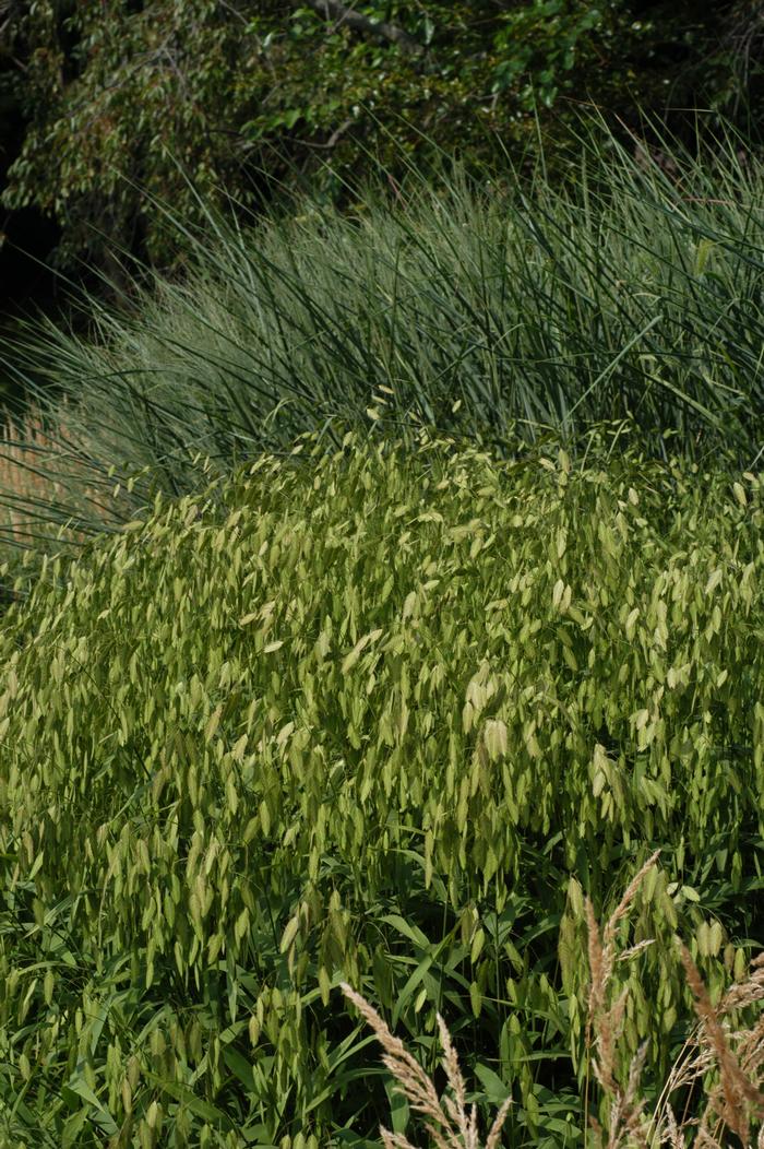 Northern Sea Oats (Chasmanthium latifolium)