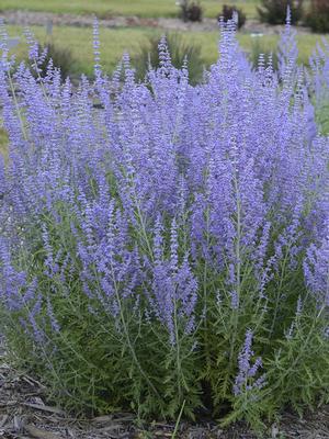 Perovskia atriplicifolia 'Blue Jean Baby' (Russian Sage)