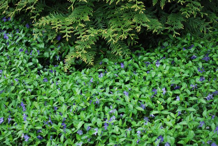 Common periwinkle (Vinca minor), purple flowers