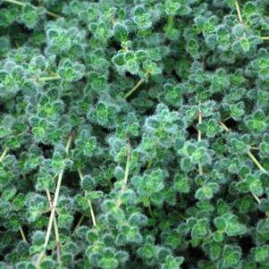 Woolly Thyme (Thymus pseudolanuginosus)