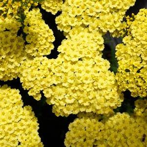 Dwarf Yarrow (Achillea x 'Little Moonshine'), yellow flowers