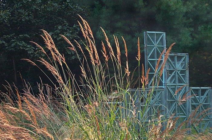 Indian grass (Sorghastrum nutans)