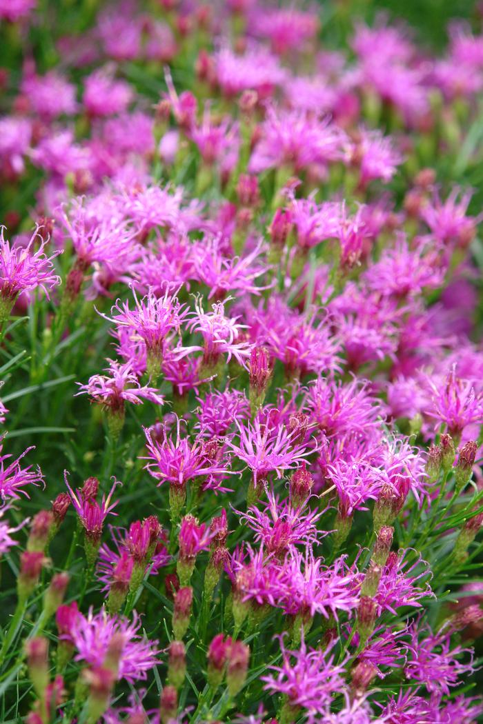 Threadleaf Ironweed (Vernonia lettermannii 'Iron Butterfly')