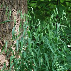 Northern Sea Oats (Chasmanthium latifolium)