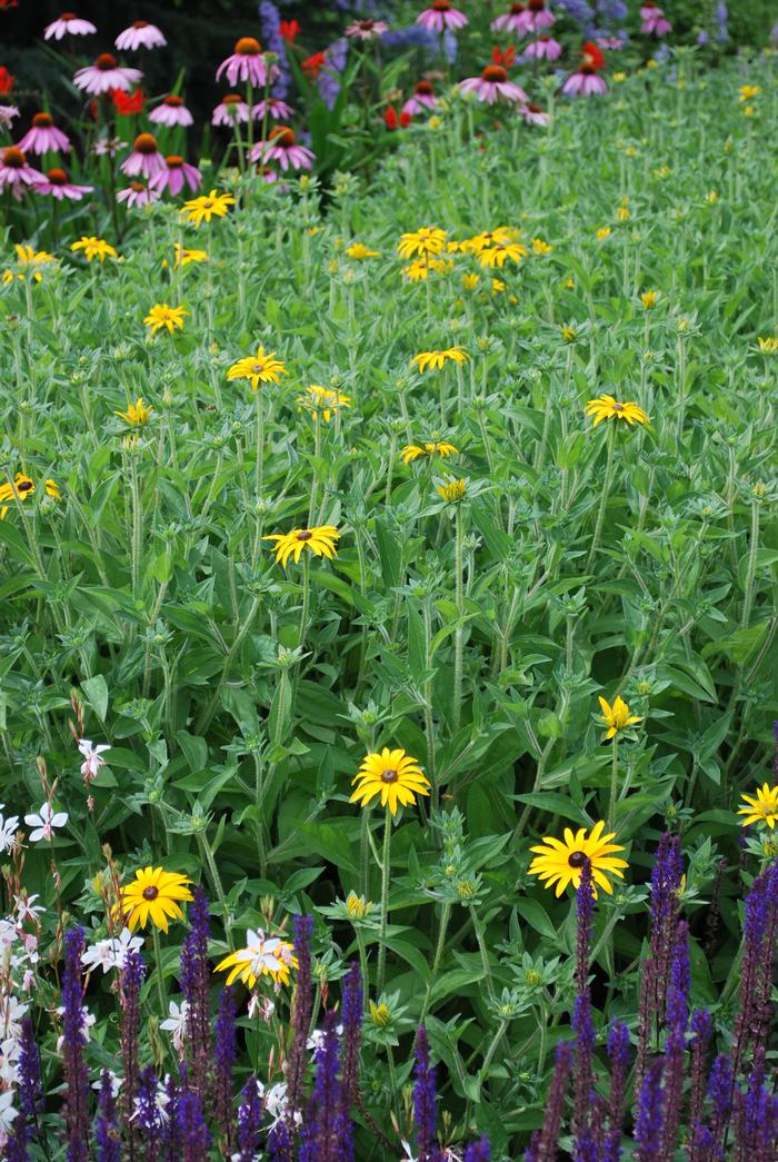 Rudbeckia fulgida var. deamii (Black Eyed Susan)