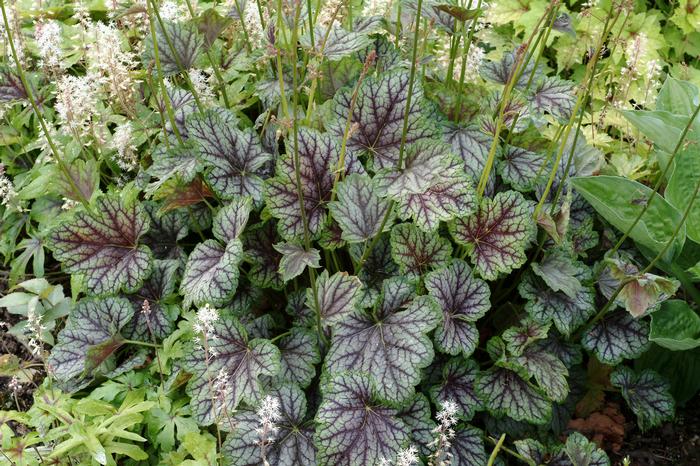 Heuchera americana 'Green Spice' (Coral Bells)